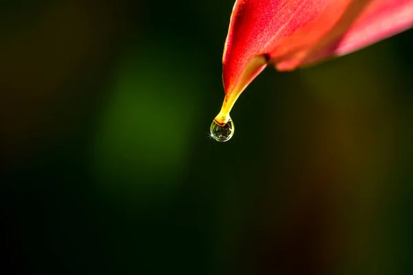 Kropla Rosy Kwiat Brazylii — Zdjęcie stockowe