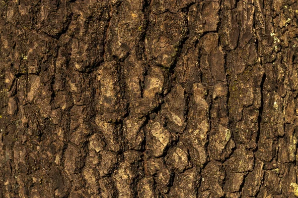鳄梨树干木质部背景在巴西 粗糙的木质部 — 图库照片