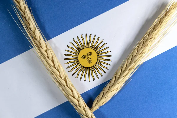 Wheat pods and grains with an argentina flag in the background. Wheat is one of the main products exported in foreign trade between Argentina and Brazil.