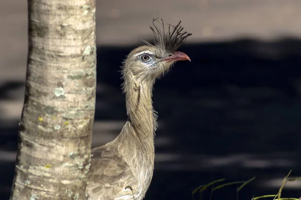 Fechar Seriema Pernas Vermelhas Crista Cariama Cariama Cristata Área Urbana — Fotografia de Stock