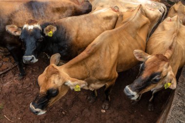 Jersey süt hayvanları sürüsü Brezilya 'da bir mandıra çiftliğinde hapsedildi.