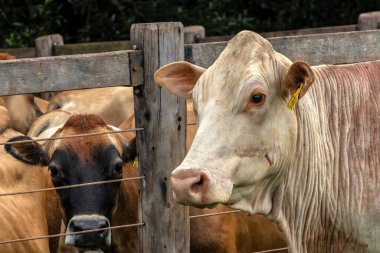 Jersey süt hayvanları sürüsü Brezilya 'da bir mandıra çiftliğinde hapsedildi.