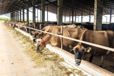 Jersey süt hayvanları sürüsü Brezilya 'da bir mandıra çiftliğinde hapsedildi.