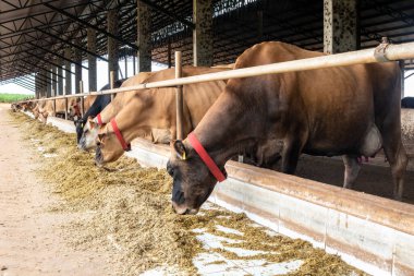 Jersey süt hayvanları sürüsü Brezilya 'da bir mandıra çiftliğinde hapsedildi.