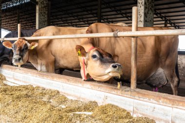 Jersey süt hayvanları sürüsü Brezilya 'da bir mandıra çiftliğinde hapsedildi.