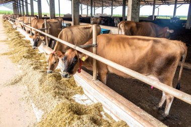 Jersey süt hayvanları sürüsü Brezilya 'da bir mandıra çiftliğinde hapsedildi.