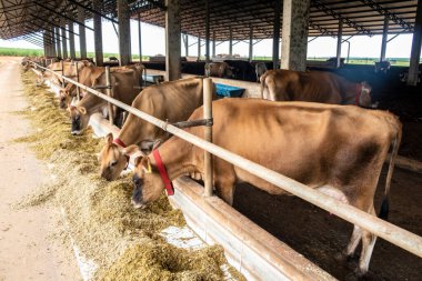 Jersey süt hayvanları sürüsü Brezilya 'da bir mandıra çiftliğinde hapsedildi.