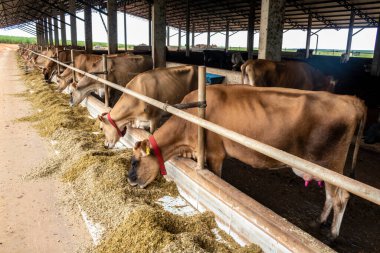 Jersey süt hayvanları sürüsü Brezilya 'da bir mandıra çiftliğinde hapsedildi.