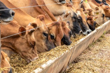 Jersey süt hayvanları sürüsü Brezilya 'da bir mandıra çiftliğinde hapsedildi.