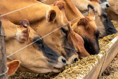 Jersey süt hayvanları sürüsü Brezilya 'da bir mandıra çiftliğinde hapsedildi.