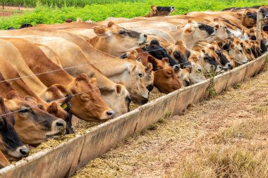 Jersey süt hayvanları sürüsü Brezilya 'da bir mandıra çiftliğinde hapsedildi.