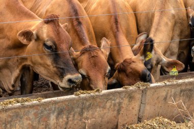 Jersey süt hayvanları sürüsü Brezilya 'da bir mandıra çiftliğinde hapsedildi.