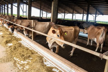 Jersey süt hayvanları sürüsü Brezilya 'da bir mandıra çiftliğinde hapsedildi.