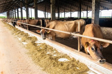 Jersey süt hayvanları sürüsü Brezilya 'da bir mandıra çiftliğinde hapsedildi.