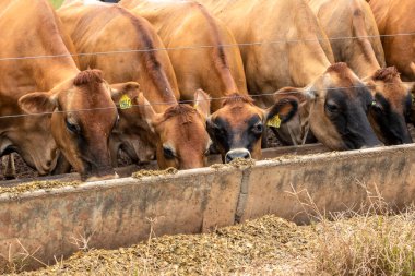 Jersey süt hayvanları sürüsü Brezilya 'da bir mandıra çiftliğinde hapsedildi.