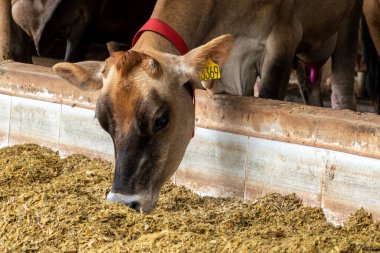 Jersey süt hayvanları sürüsü Brezilya 'da bir mandıra çiftliğinde hapsedildi.
