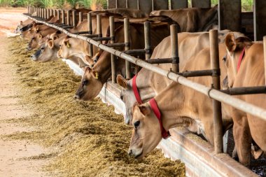Jersey süt hayvanları sürüsü Brezilya 'da bir mandıra çiftliğinde hapsedildi.