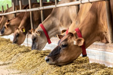 Jersey süt hayvanları sürüsü Brezilya 'da bir mandıra çiftliğinde hapsedildi.