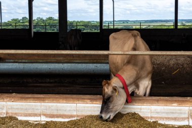 Jersey süt hayvanları sürüsü Brezilya 'da bir mandıra çiftliğinde hapsedildi.