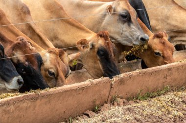 Jersey süt hayvanları sürüsü Brezilya 'da bir mandıra çiftliğinde hapsedildi.