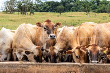 Jersey süt hayvanları sürüsü Brezilya 'da bir mandıra çiftliğinde hapsedildi.