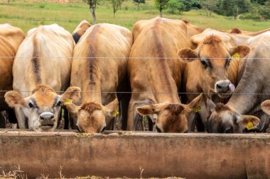 Jersey süt hayvanları sürüsü Brezilya 'da bir mandıra çiftliğinde hapsedildi.