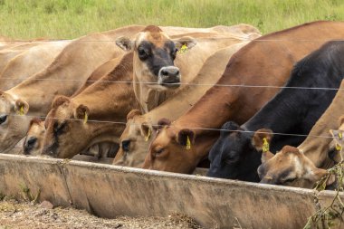 Jersey süt hayvanları sürüsü Brezilya 'da bir mandıra çiftliğinde hapsedildi.