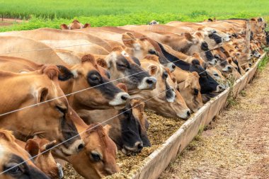 Jersey süt hayvanları sürüsü Brezilya 'da bir mandıra çiftliğinde hapsedildi.