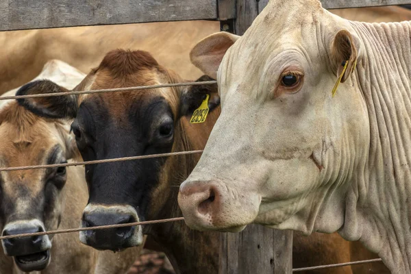 ブラジルの酪農場の閉じ込めにジャージー牛の群れ — ストック写真