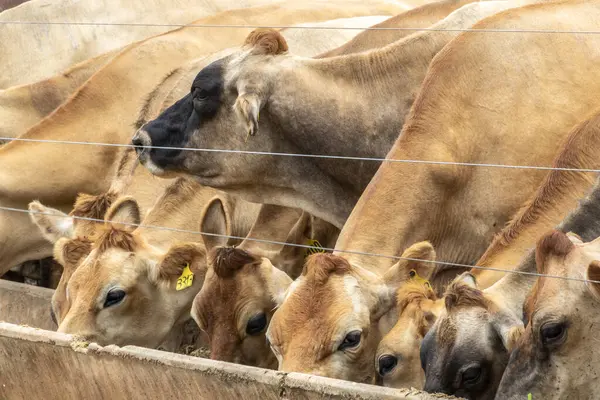 ブラジルの酪農場の閉じ込めにジャージー牛の群れ — ストック写真