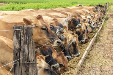 Jersey süt hayvanları sürüsü Brezilya 'da bir mandıra çiftliğinde hapsedildi.