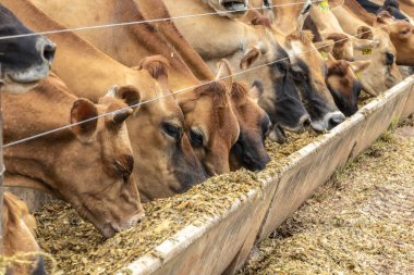 Jersey süt hayvanları sürüsü Brezilya 'da bir mandıra çiftliğinde hapsedildi.