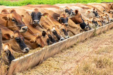 Jersey süt hayvanları sürüsü Brezilya 'da bir mandıra çiftliğinde hapsedildi.