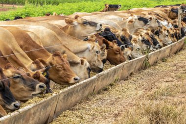 Jersey süt hayvanları sürüsü Brezilya 'da bir mandıra çiftliğinde hapsedildi.