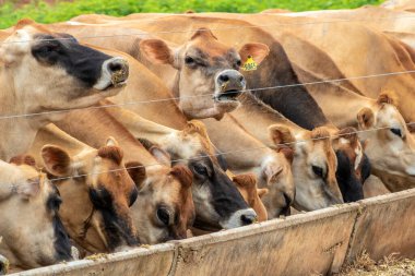 Jersey süt hayvanları sürüsü Brezilya 'da bir mandıra çiftliğinde hapsedildi.