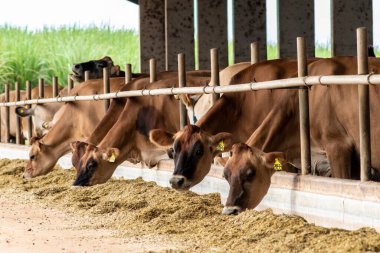 Jersey süt hayvanları sürüsü Brezilya 'da bir mandıra çiftliğinde hapsedildi.