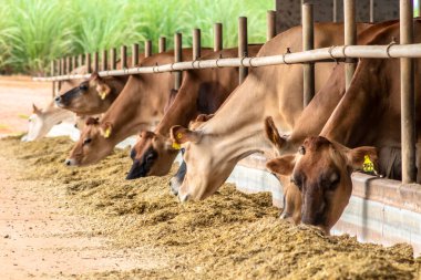 Jersey süt hayvanları sürüsü Brezilya 'da bir mandıra çiftliğinde hapsedildi.