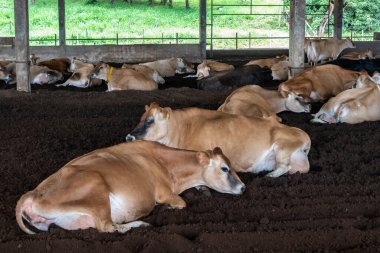 Jersey süt hayvanları sürüsü Brezilya 'da bir mandıra çiftliğinde hapsedildi.