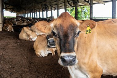 Jersey süt hayvanları sürüsü Brezilya 'da bir mandıra çiftliğinde hapsedildi.