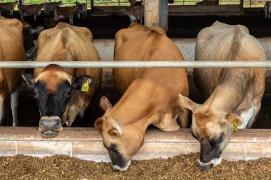 Jersey süt hayvanları sürüsü Brezilya 'da bir mandıra çiftliğinde hapsedildi.
