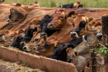 Jersey süt hayvanları sürüsü Brezilya 'da bir mandıra çiftliğinde hapsedildi.