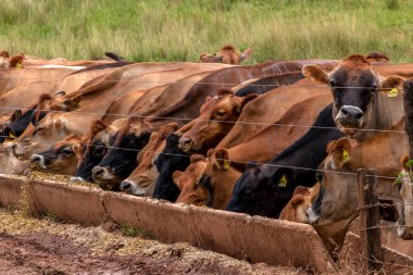 Jersey süt hayvanları sürüsü Brezilya 'da bir mandıra çiftliğinde hapsedildi.
