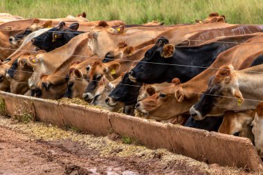 Jersey süt hayvanları sürüsü Brezilya 'da bir mandıra çiftliğinde hapsedildi.