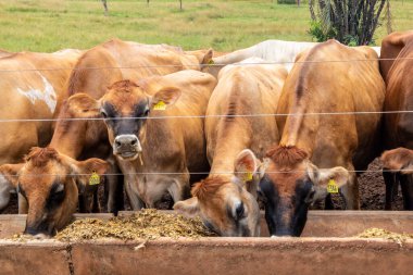 Jersey süt hayvanları sürüsü Brezilya 'da bir mandıra çiftliğinde hapsedildi.