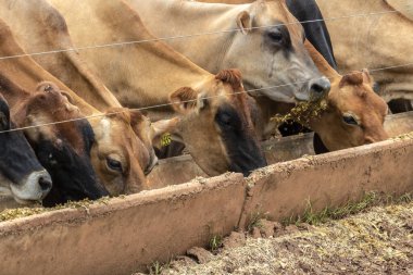 Jersey süt hayvanları sürüsü Brezilya 'da bir mandıra çiftliğinde hapsedildi.