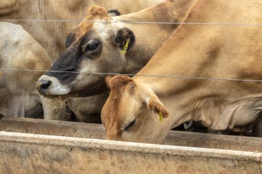 Jersey süt hayvanları sürüsü Brezilya 'da bir mandıra çiftliğinde hapsedildi.