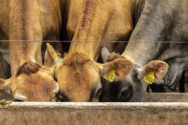 Jersey süt hayvanları sürüsü Brezilya 'da bir mandıra çiftliğinde hapsedildi.