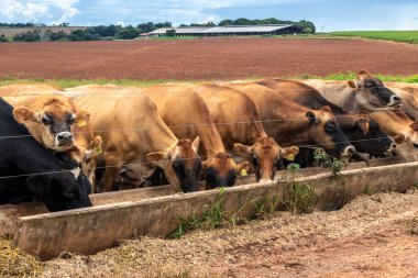 Jersey süt hayvanları sürüsü Brezilya 'da bir mandıra çiftliğinde hapsedildi.