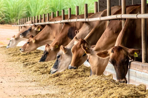 Herd Jersey Dairy Cattle Confinement Dairy Farm Brazil — Stock Photo, Image