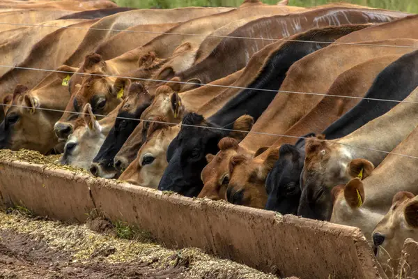 Herd Jersey Dairy Cattle Confinement Dairy Farm Brazil — Stock Photo, Image